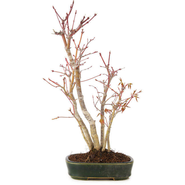 Acer palmatum, 36 cm, ± 5 anni