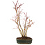 Acer palmatum, 36 cm, ± 5 anni