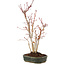 Acer palmatum, 36 cm, ± 5 years old