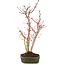 Acer palmatum, 36 cm, ± 5 anni