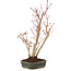 Acer palmatum, 36 cm, ± 5 anni