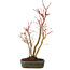 Acer palmatum, 36 cm, ± 5 anni