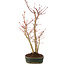 Acer palmatum, 36 cm, ± 5 anni