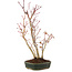 Acer palmatum, 36 cm, ± 5 years old