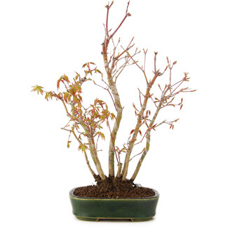 Acer palmatum, 32 cm, ± 5 Jahre alt