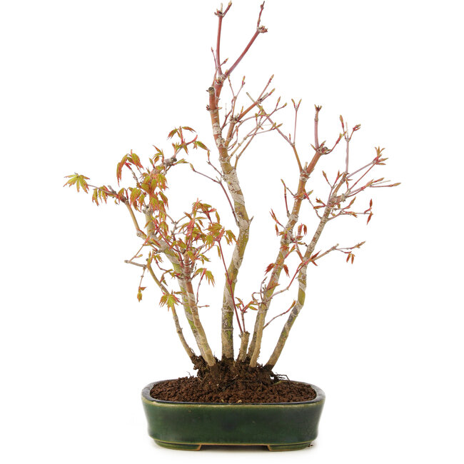 Acer palmatum, 32 cm, ± 5 anni