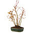 Acer palmatum, 32 cm, ± 5 years old