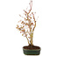 Acer palmatum, 32 cm, ± 5 years old