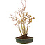 Acer palmatum, 32 cm, ± 5 years old