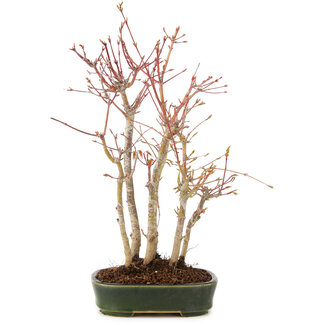 Acer palmatum, 34 cm, ± 5 anni