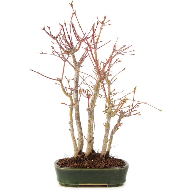 Acer palmatum, 34 cm, ± 5 anni