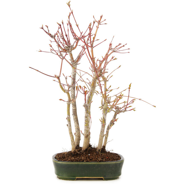 Acer palmatum, 34 cm, ± 5 Jahre alt