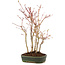 Acer palmatum, 34 cm, ± 5 anni