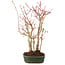 Acer palmatum, 34 cm, ± 5 anni