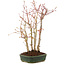 Acer palmatum, 34 cm, ± 5 years old