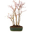 Acer palmatum, 34 cm, ± 5 years old