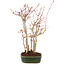 Acer palmatum, 34 cm, ± 5 years old