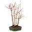 Acer palmatum, 34 cm, ± 5 anni