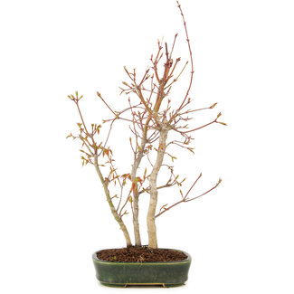 Acer palmatum, 33 cm, ± 5 anni