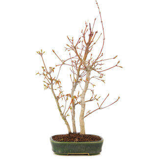 Acer palmatum, 33 cm, ± 5 años