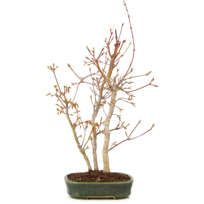 Acer palmatum, 33 cm, ± 5 anni