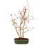 Acer palmatum, 33 cm, ± 5 anni