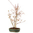 Acer palmatum, 33 cm, ± 5 years old