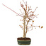 Acer palmatum, 33 cm, ± 5 anni