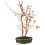 Acer palmatum, 33 cm, ± 5 anni