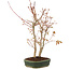 Acer palmatum, 33 cm, ± 5 years old