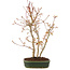 Acer palmatum, 33 cm, ± 5 years old