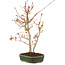 Acer palmatum, 33 cm, ± 5 years old