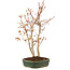 Acer palmatum, 33 cm, ± 5 years old