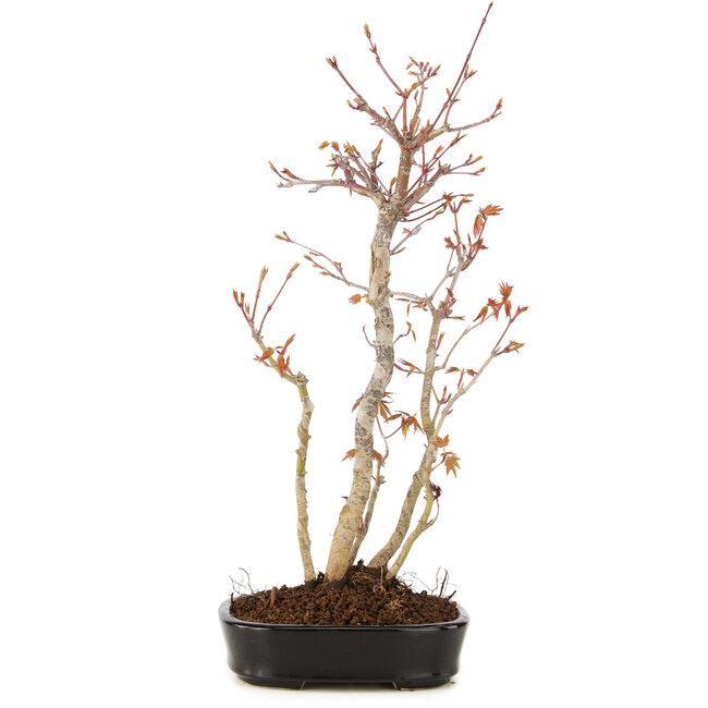 Acer palmatum, 35 cm, ± 5 anni