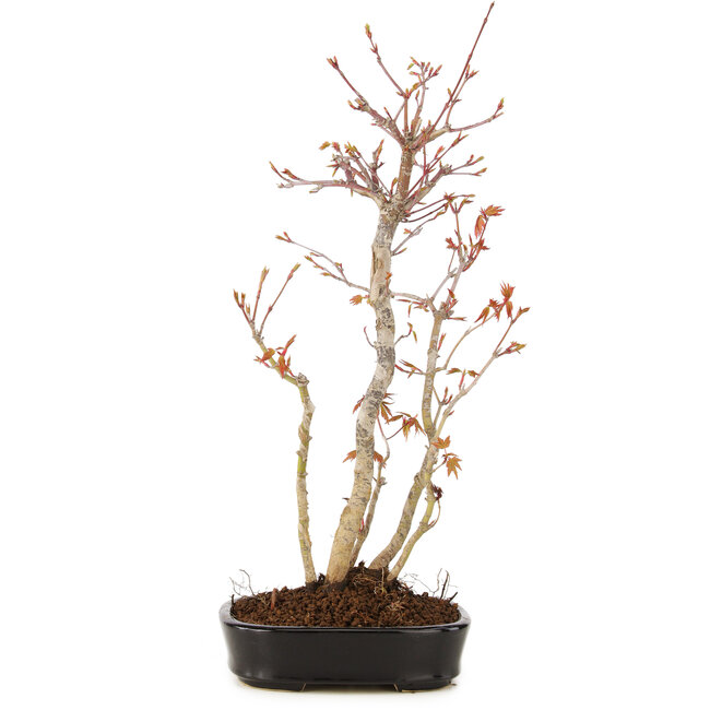 Acer palmatum, 35 cm, ± 5 Jahre alt