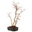 Acer palmatum, 35 cm, ± 5 anni