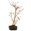 Acer palmatum, 35 cm, ± 5 Jahre alt