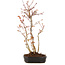 Acer palmatum, 35 cm, ± 5 years old