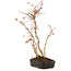 Acer palmatum, 35 cm, ± 5 anni