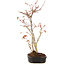 Acer palmatum, 35 cm, ± 5 years old