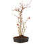 Acer palmatum, 35 cm, ± 5 years old