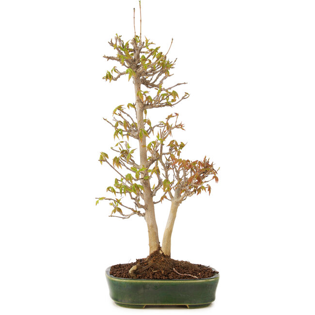 Acer buergerianum, 31 cm, ± 5 Jahre alt