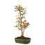 Acer buergerianum, 31 cm, ± 5 years old