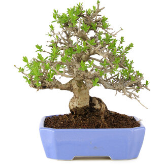 Ligustrum, 19 cm, ± 15 years old