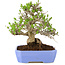 Ligustrum, 19 cm, ± 15 jaar oud