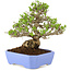 Ligustrum, 19 cm, ± 15 jaar oud