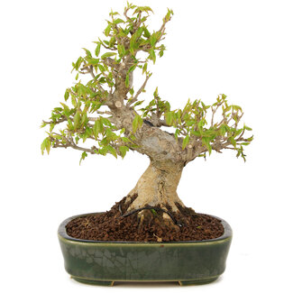 Acer buergerianum, 19 cm, ± 10 jaar oud