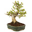 Acer buergerianum, 19 cm, ± 10 years old
