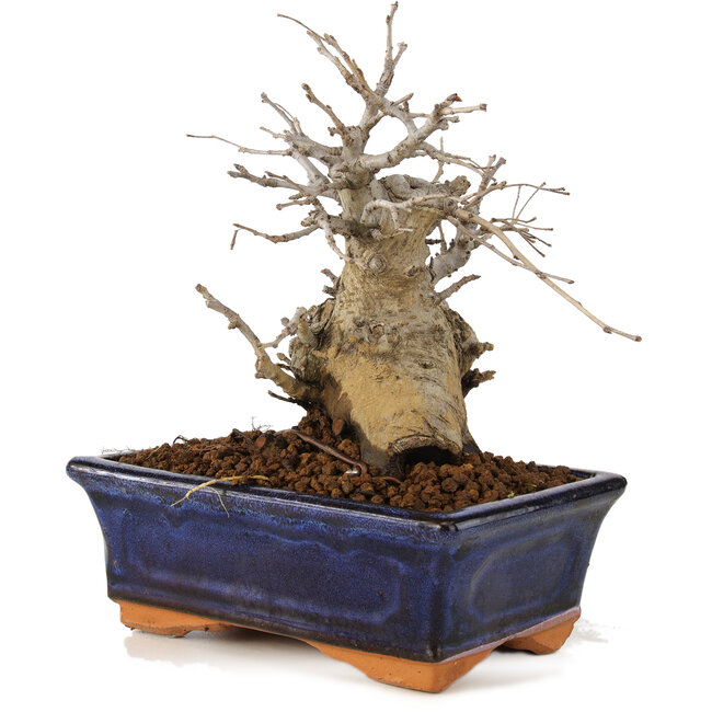 Pourthiaea villosa, 17 cm, ± 10 ans