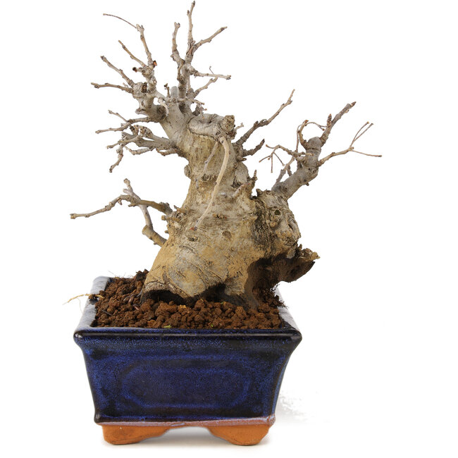 Pourthiaea villosa, 17 cm, ± 10 jaar oud